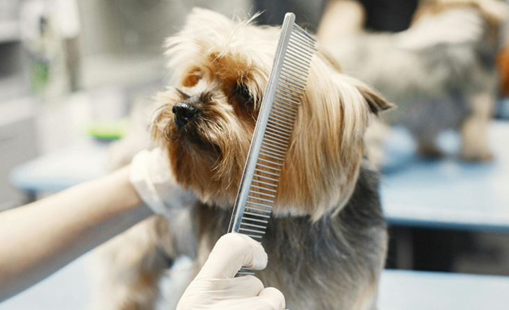 Hunde-5-Tipps-für-mehr-Hygiene-im-Tierhaushalt